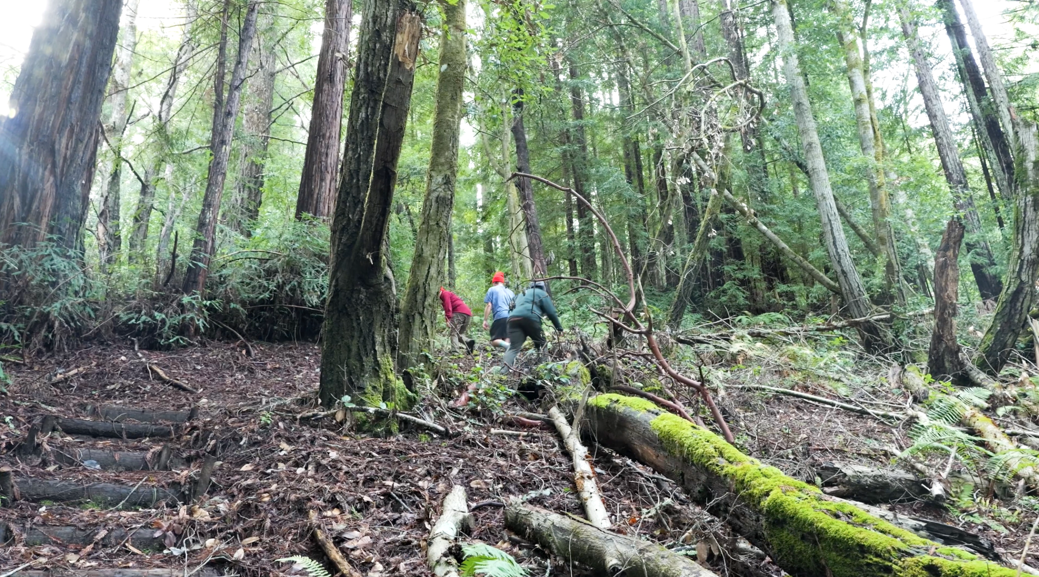 Founders walking through a redwood forest during the ICA Founders Retreat